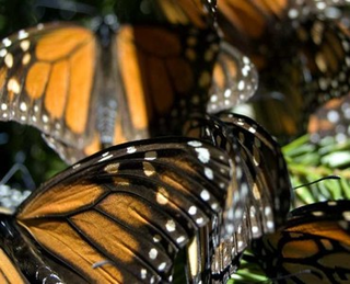 Schmetterlinge / Fotographie