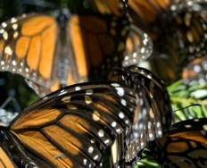 Schmetterlinge / Fotographie